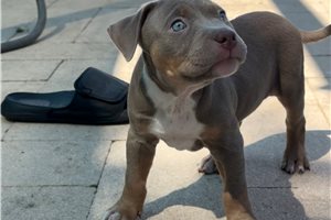 Siren - American Bully for sale