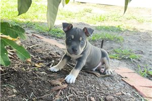 Kraken - American Bully for sale