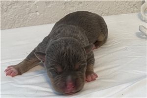 Davy - puppy for sale