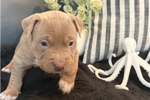 Siren - American Bully for sale