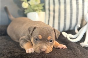 Atlantis - American Bully for sale