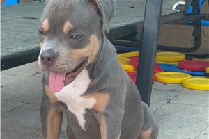 Davy - American Bully for sale