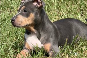 Kelpie - American Bully for sale