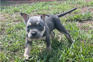 Selkie - American Bully for sale