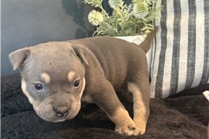 Selkie - American Bully for sale
