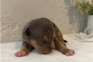 Davy - American Bully for sale