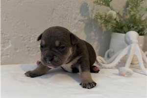 Selkie - American Bully for sale