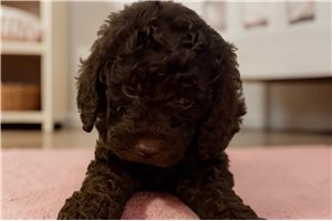 Ophelia - Miniature Poodle for sale