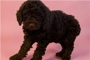 Omega - Miniature Poodle for sale