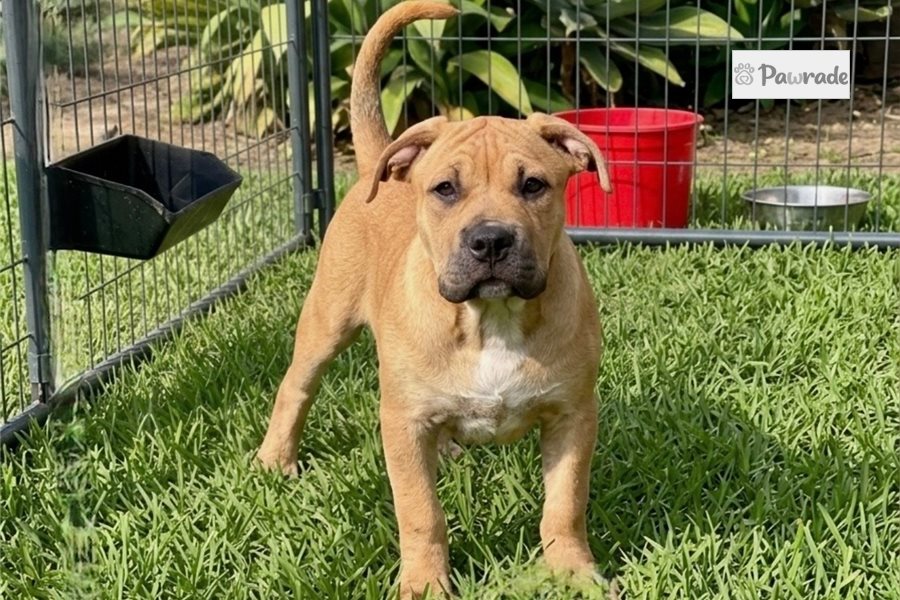 American Bully Puppies for Sale | Pawrade.com