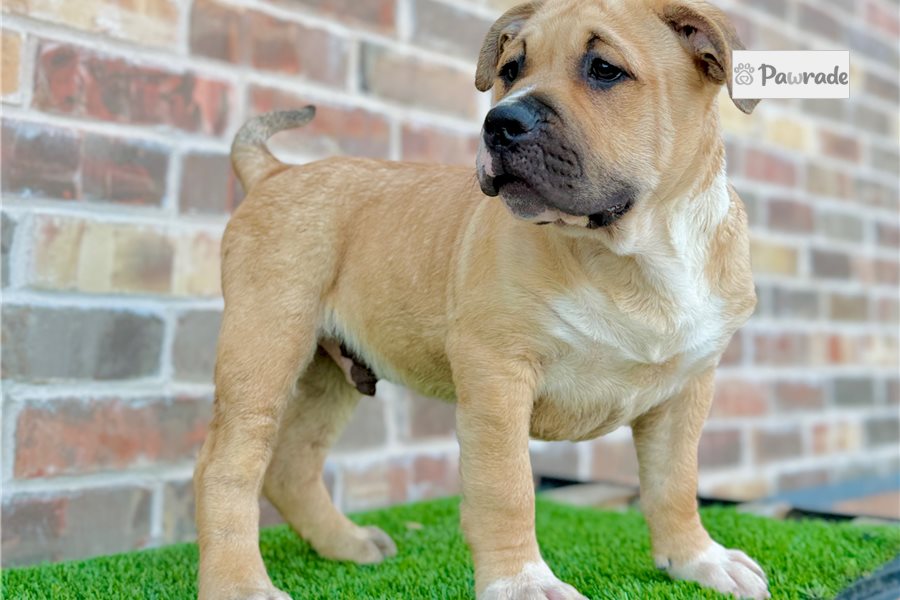 Myth - American Bully for sale