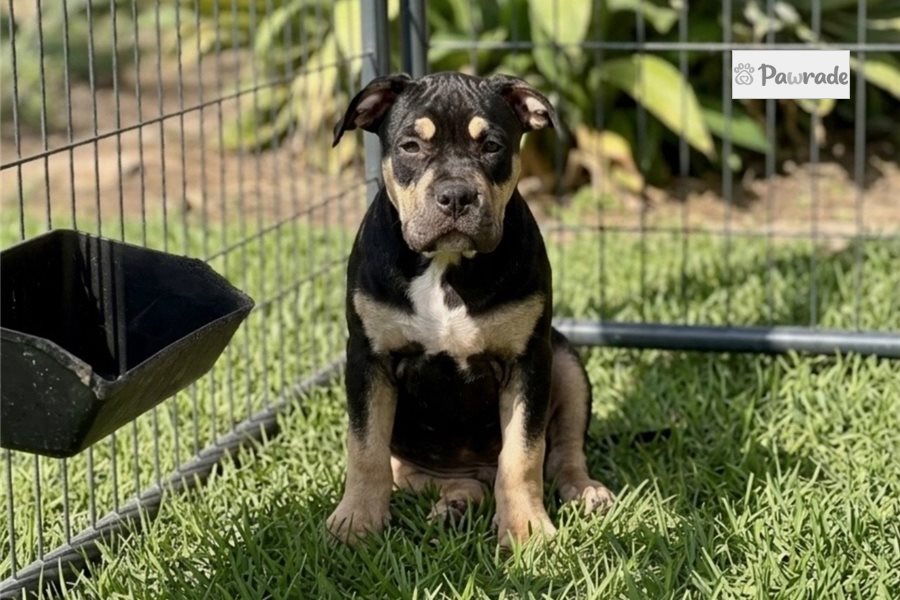 American Bully Puppies for Sale | Pawrade.com