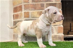 Fable - puppy for sale
