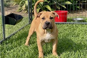 Glory - American Bully for sale