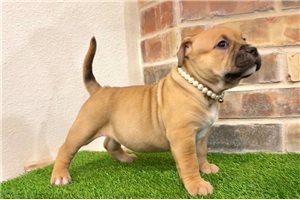 Glory - American Bully for sale