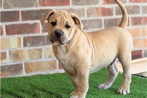 Achilles - American Bully for sale
