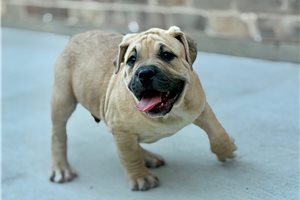 Legend - American Bully for sale