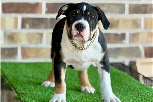Storm - American Bully for sale