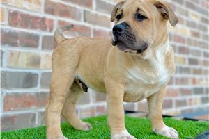 Myth - American Bully for sale