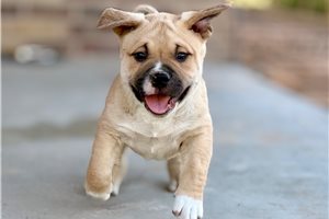 Myth - American Bully for sale