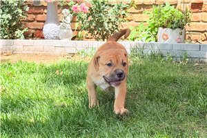 Glory - American Bully for sale