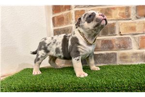 Honor - American Bully for sale