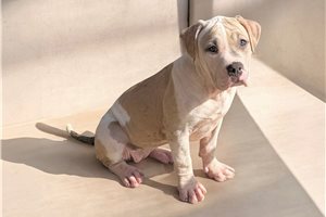 Brave - American Bully for sale