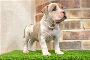 Brave - American Bully for sale