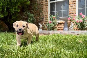 Legend - American Bully for sale