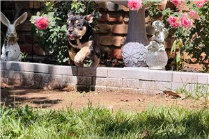 Majesty - American Bully for sale