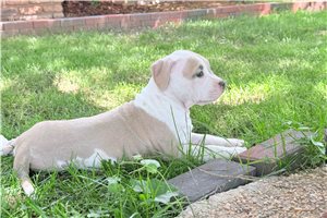 Brave - American Bully for sale