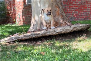 Myth - American Bully for sale