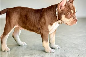 Arlo - American Bully for sale