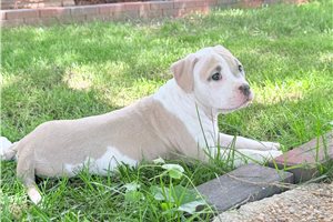 Brave - American Bully for sale