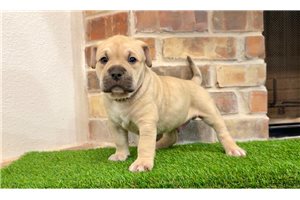 Achilles - American Bully for sale