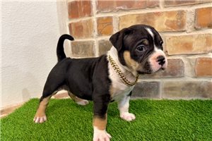 Storm - puppy for sale