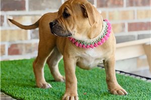 Glory - American Bully for sale