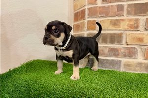 Majesty - American Bully for sale