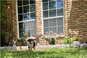 Storm - American Bully for sale