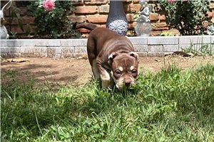 Arlo - American Bully for sale