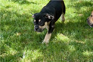 Majesty - American Bully for sale