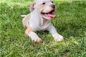 Fable - American Bully for sale