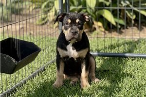 Majesty - American Bully for sale