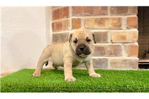 Legend - American Bully for sale