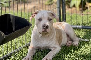 Fable - American Bully for sale