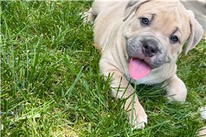Avenger - American Bully for sale
