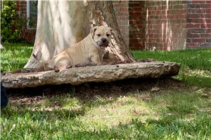 Achilles - American Bully for sale