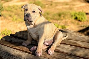 Achilles - American Bully for sale