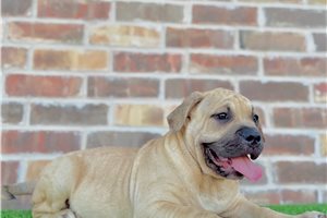Legend - American Bully for sale