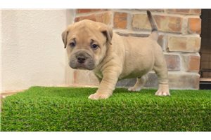 Avenger - American Bully for sale